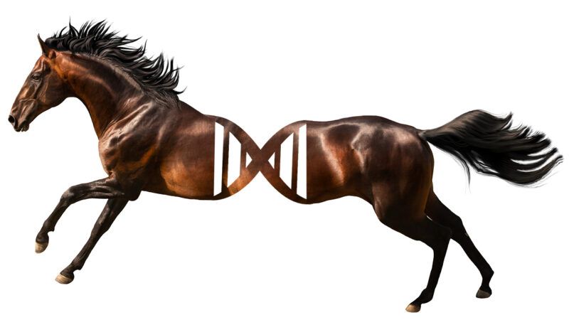 An illustration of a horse as a DNA strand | Illustration: Joanna Andreasson Source images: iStock
