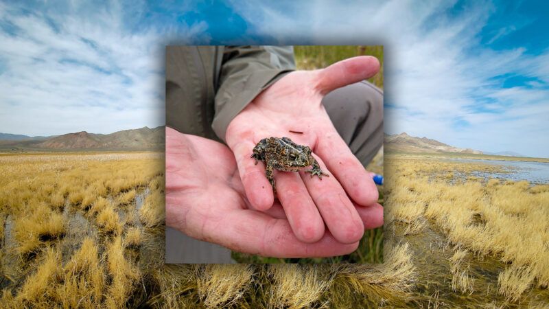 A photo of a toad in a person's hand | Photo, background: U.S. Fish and Wildlife Service Photo, foreground: Dixie Valley toad; Chad Mellison/U.S. Fish and Wildlife Service