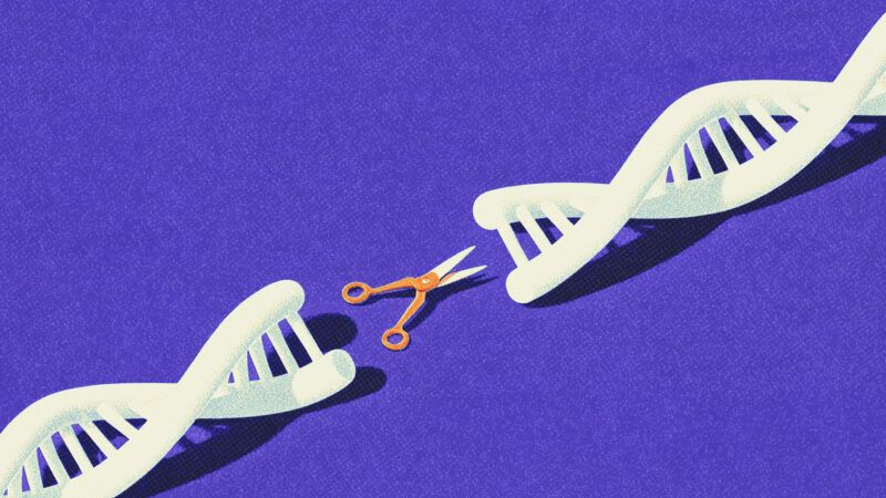 Human DNA art, with a pair of scissors editing it | Illustration: Midjourney