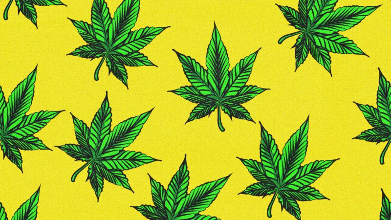 Hemp plants against yellow background | Illustration: DPST/Newscom