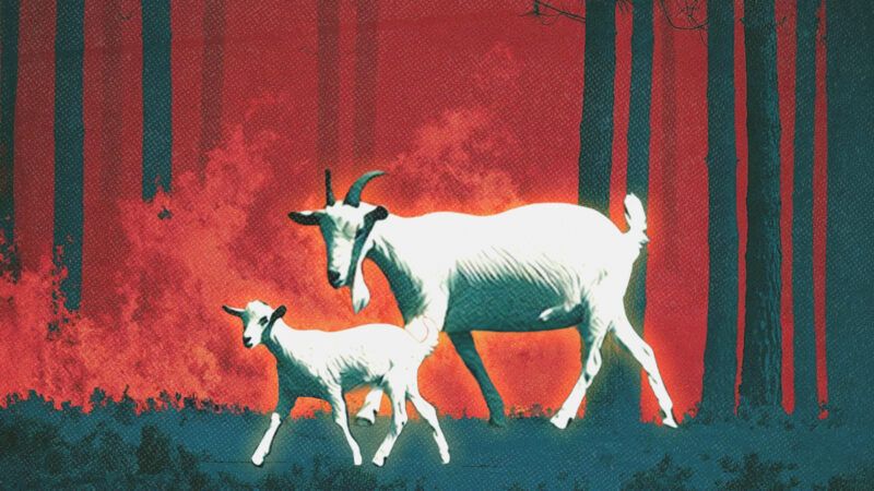 Goats are seen in front of a wildfire | Illustration: Midjourney