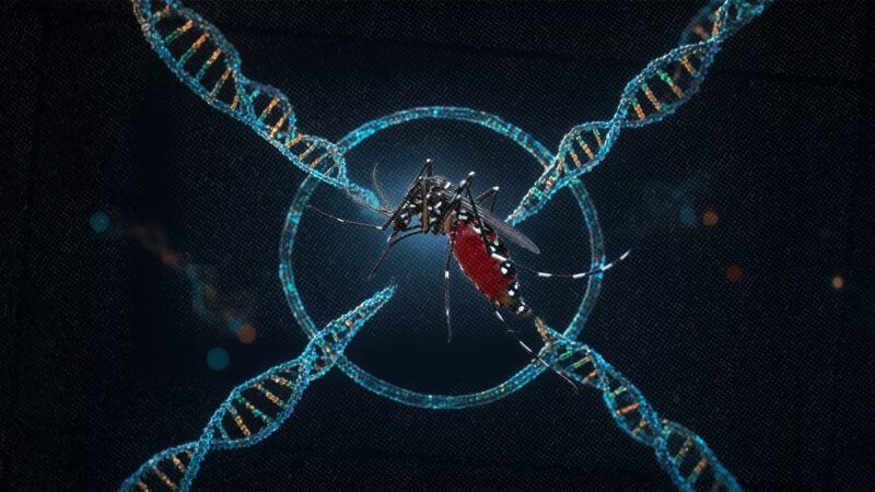 Mosquito DNA | Photo: Triwidana/Envato (AI-modified)