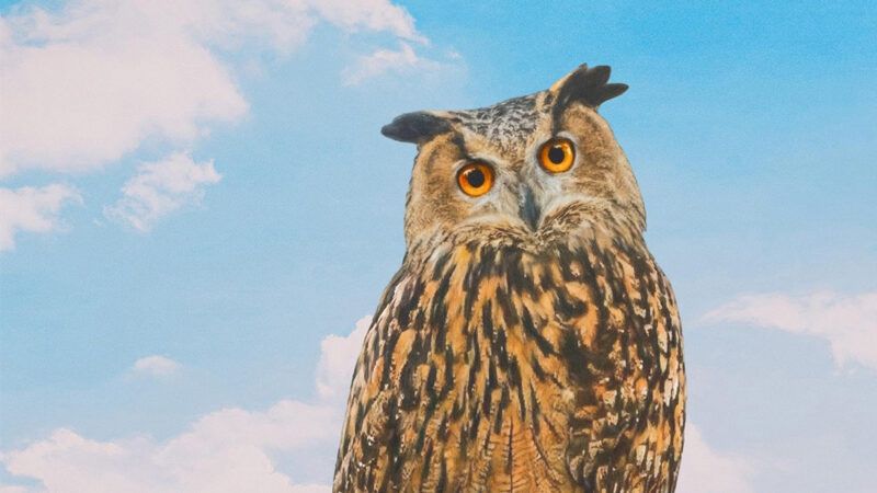 Owl | <em>Wild Inside</em>/HBO