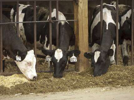 Cruelty to Animals, Exposed