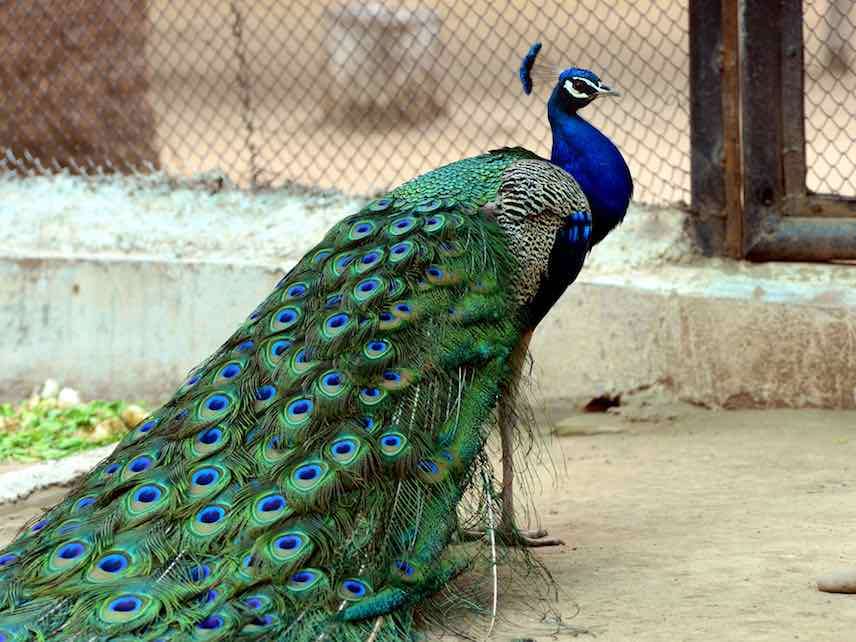 You Are Not Entitled to Bring an Emotional Support Peacock on Your Flight