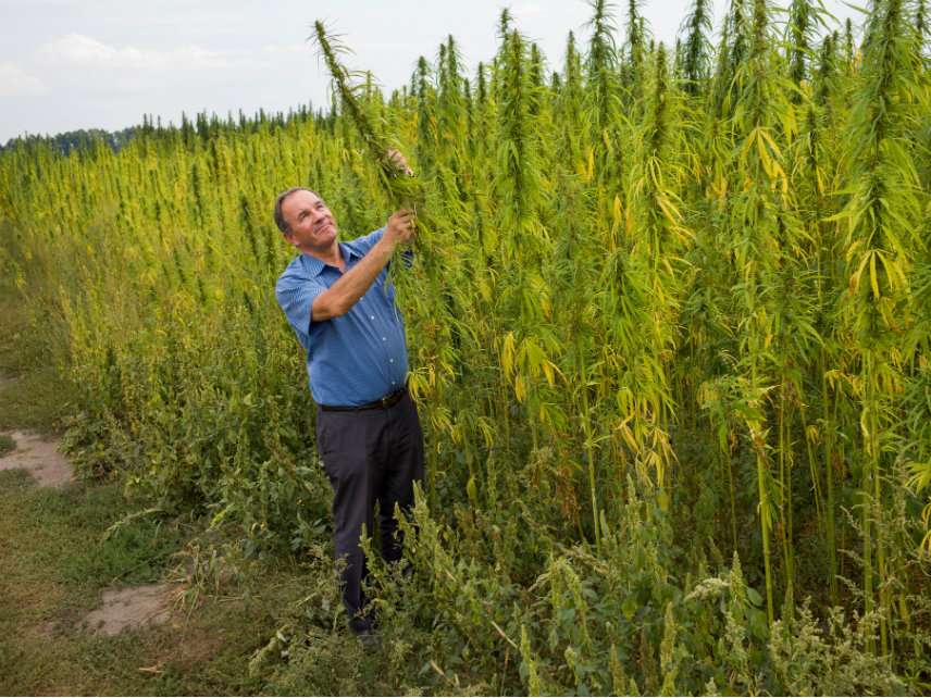 Congress Just Passed A Farm Bill That Legalizes Industrial Hemp. Other ...