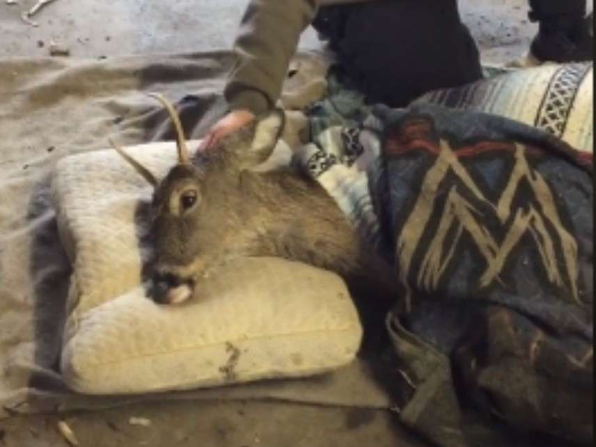 Veterinarian And Game Warden-Husband Save Life Of Injured Fawn