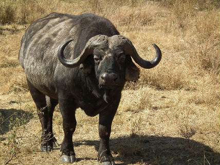 Buffalo Bisons - Wikipedia