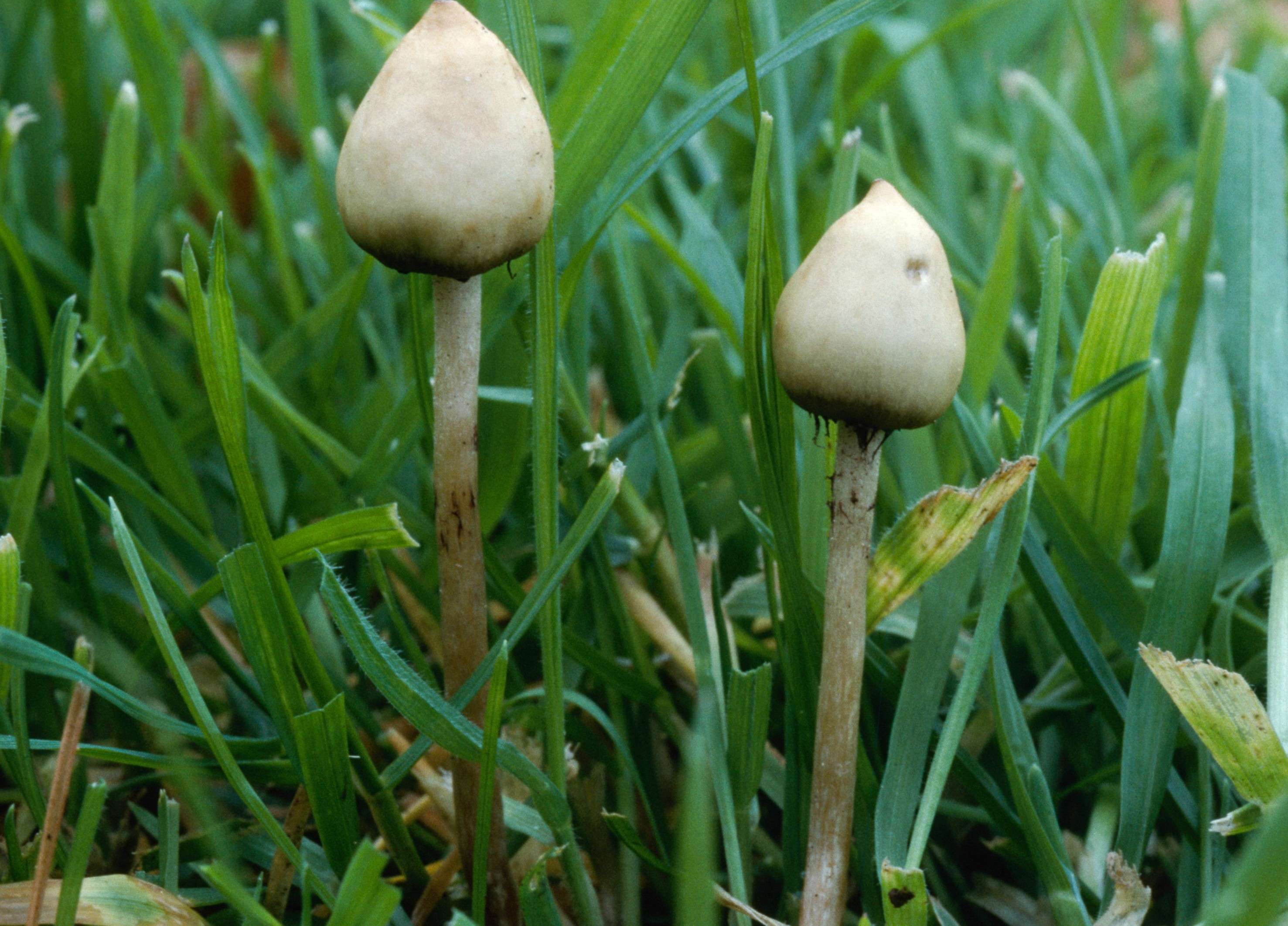 UPDATED: What Does the Failure [or Success!] of Denver's Psilocybin ...