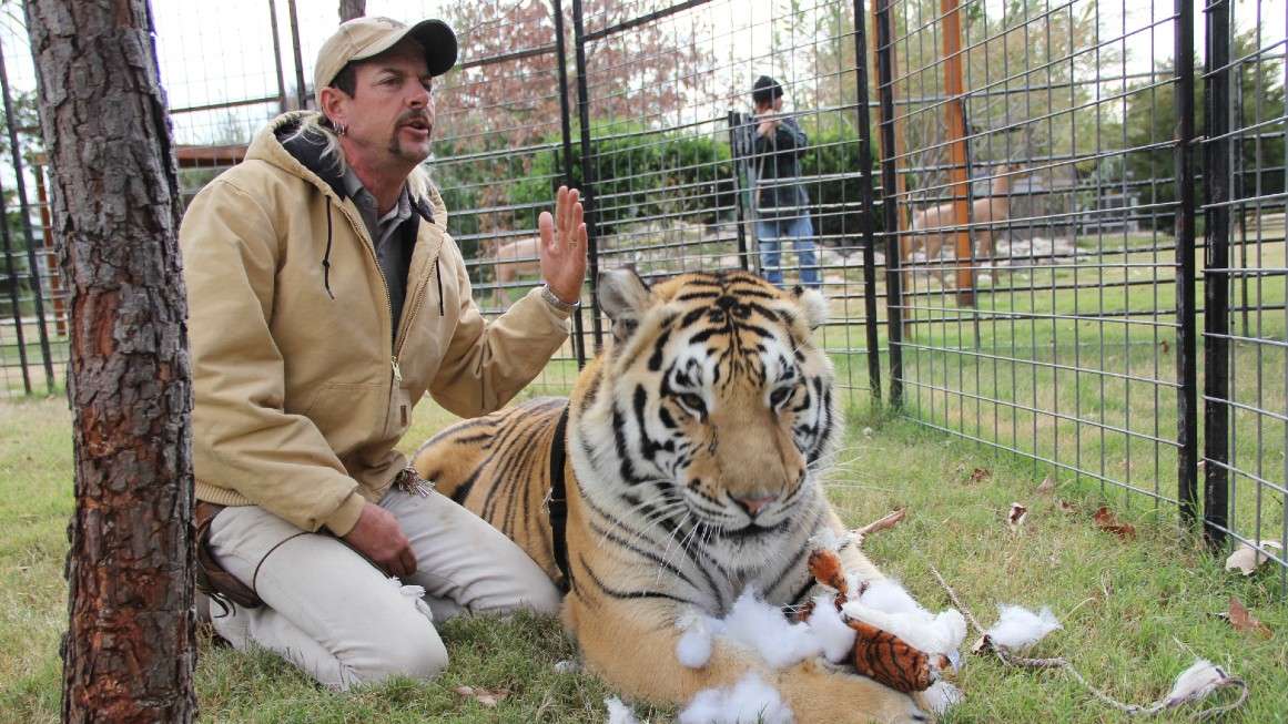 What is the real tiger king? Answer: The Siberian tiger