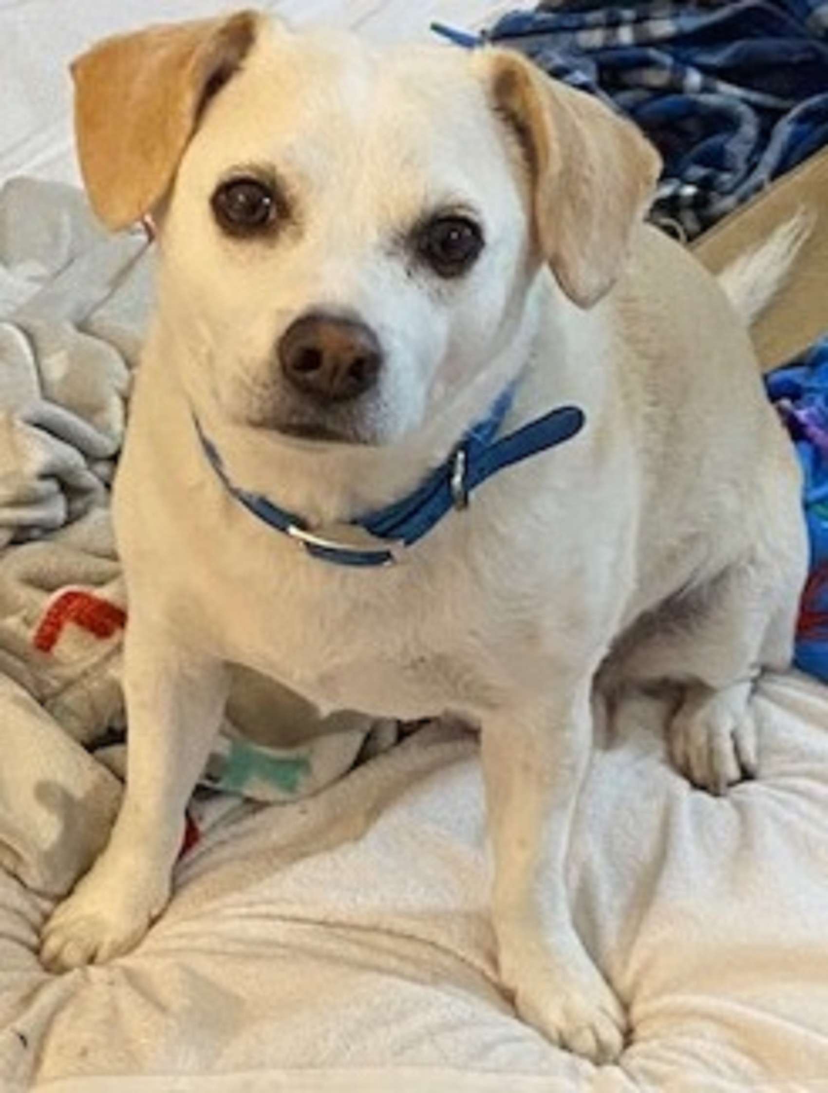 Roxy the Bed Bug Dog The End of Secure Property Rights in Working Animals?