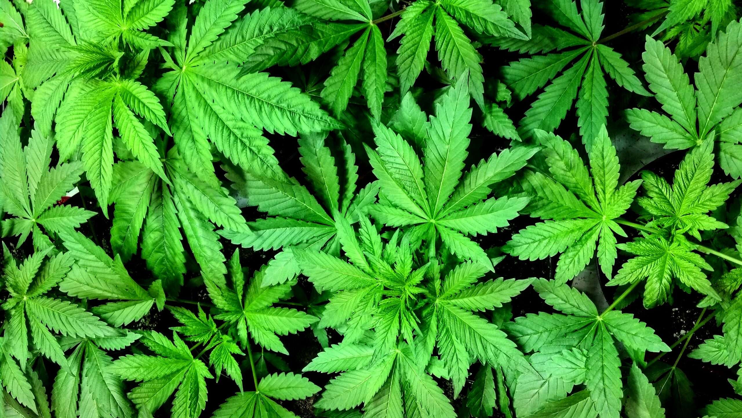 Virginia Republicans push for changes in marijuana law - ABC News