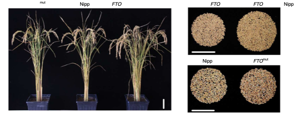 Nature Biotechnology