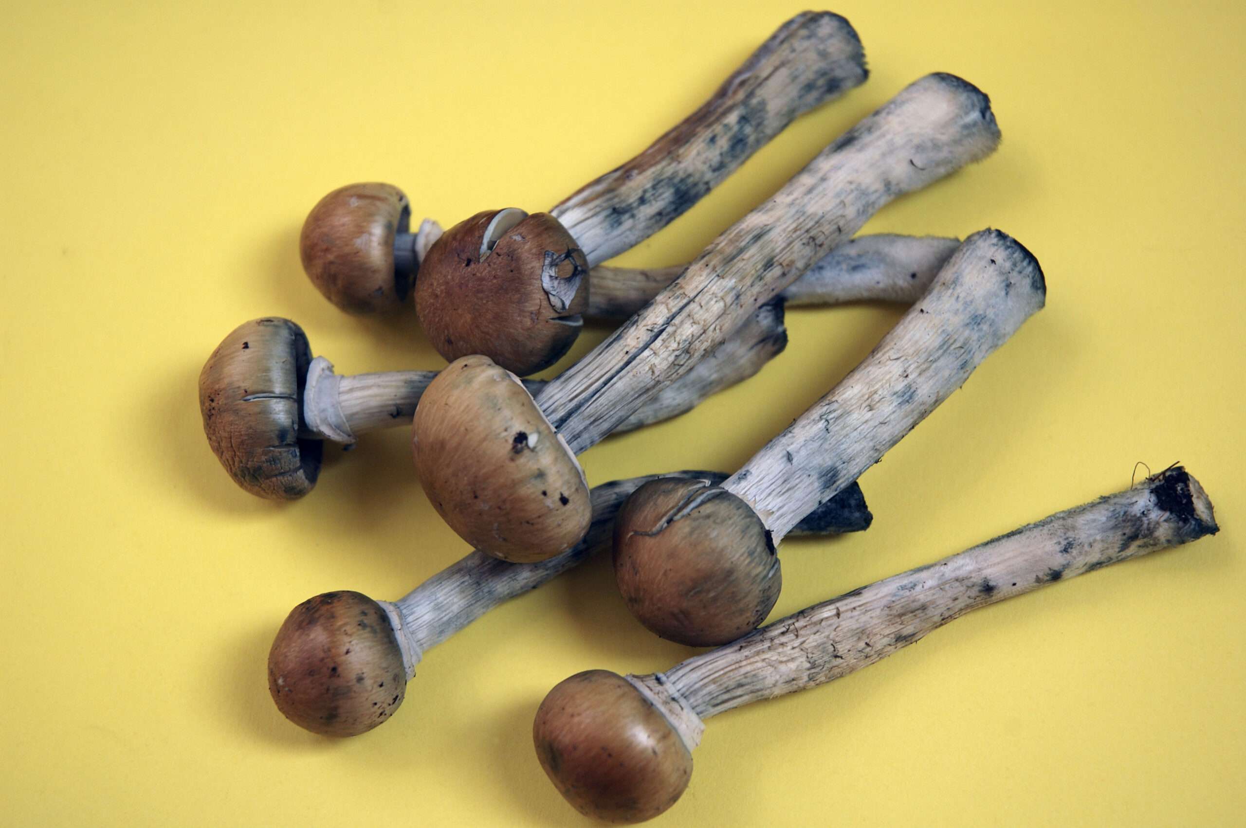 Seattle Just Became the Largest U.S. City To Approve QuasiDecriminalization of Natural Psychedelics