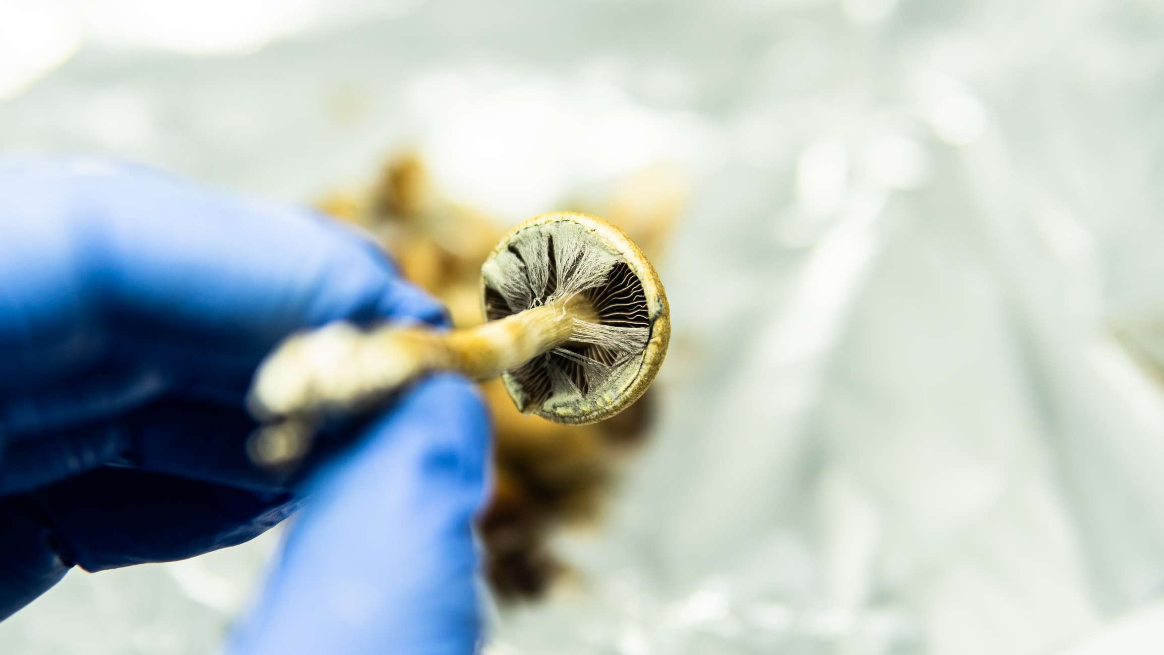 Psychedelic Drugs Win Growing Respect