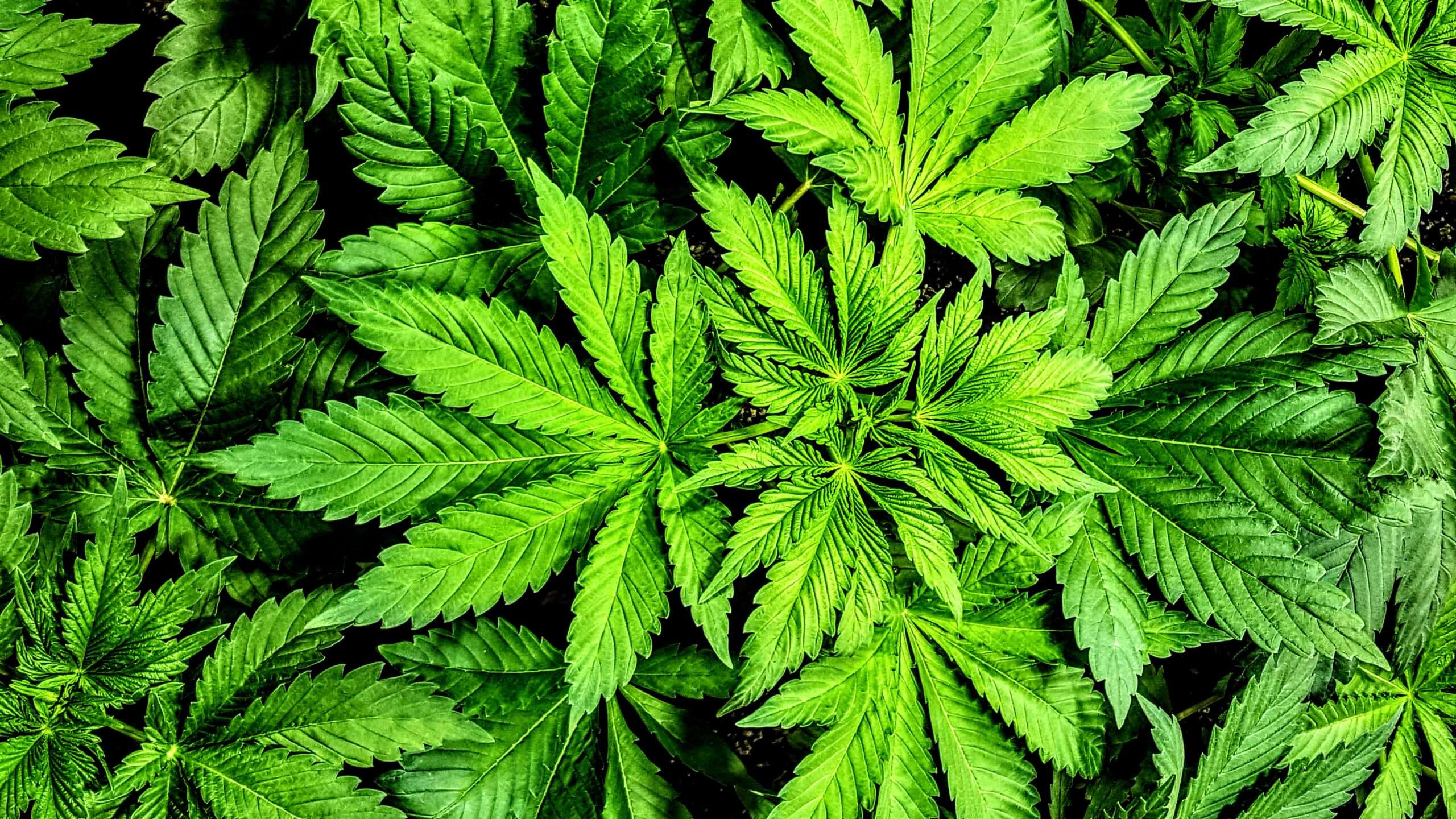 Rhode Island Becomes the 19th State To Legalize Recreational Marijuana