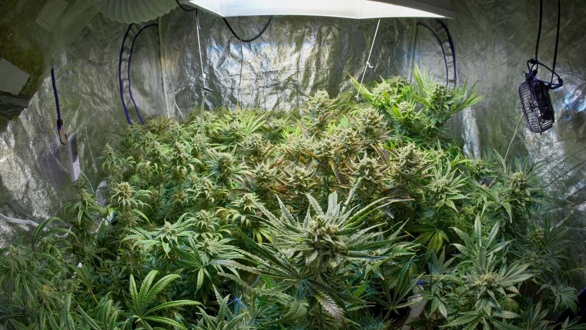 L.A. Times Investigates California's Marijuana Legalization Disaster