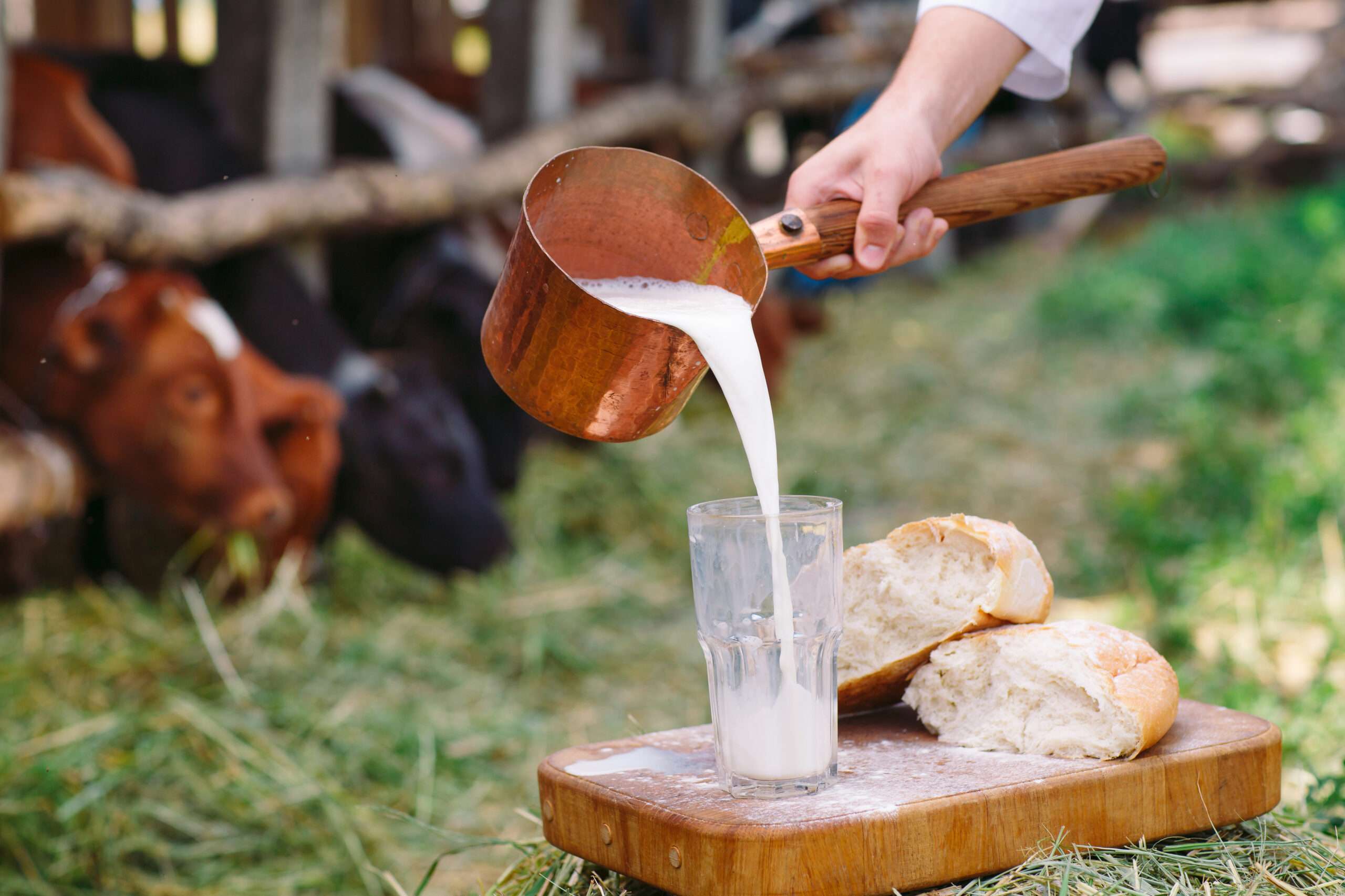 Got (Raw) Milk? Why We Went Raw • The Prairie Homestead