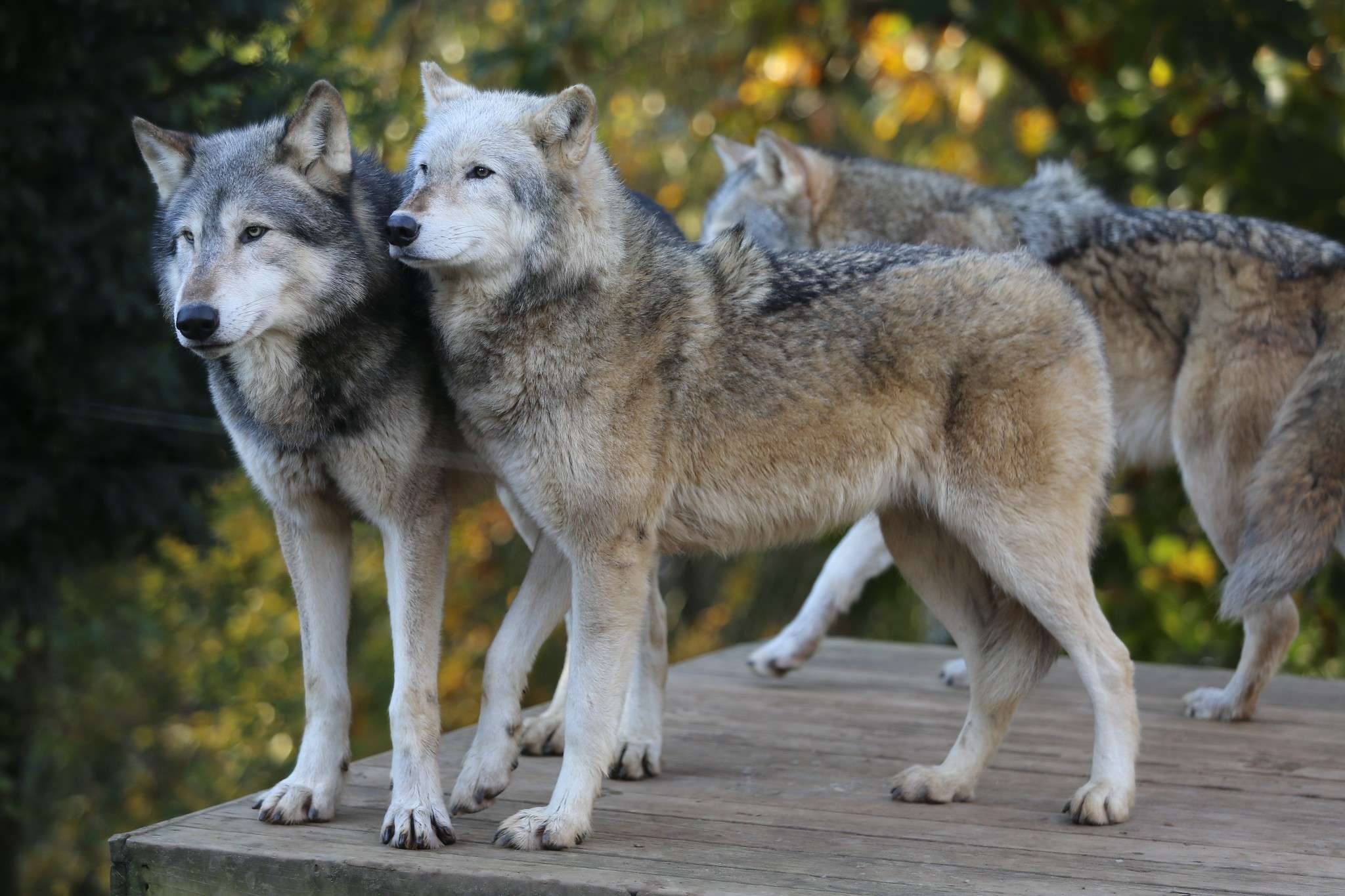 Волк и собака видео. Волкособ. Разница волк и собаки волки. Grey Wolf группа. Grey Wolves Turkey.