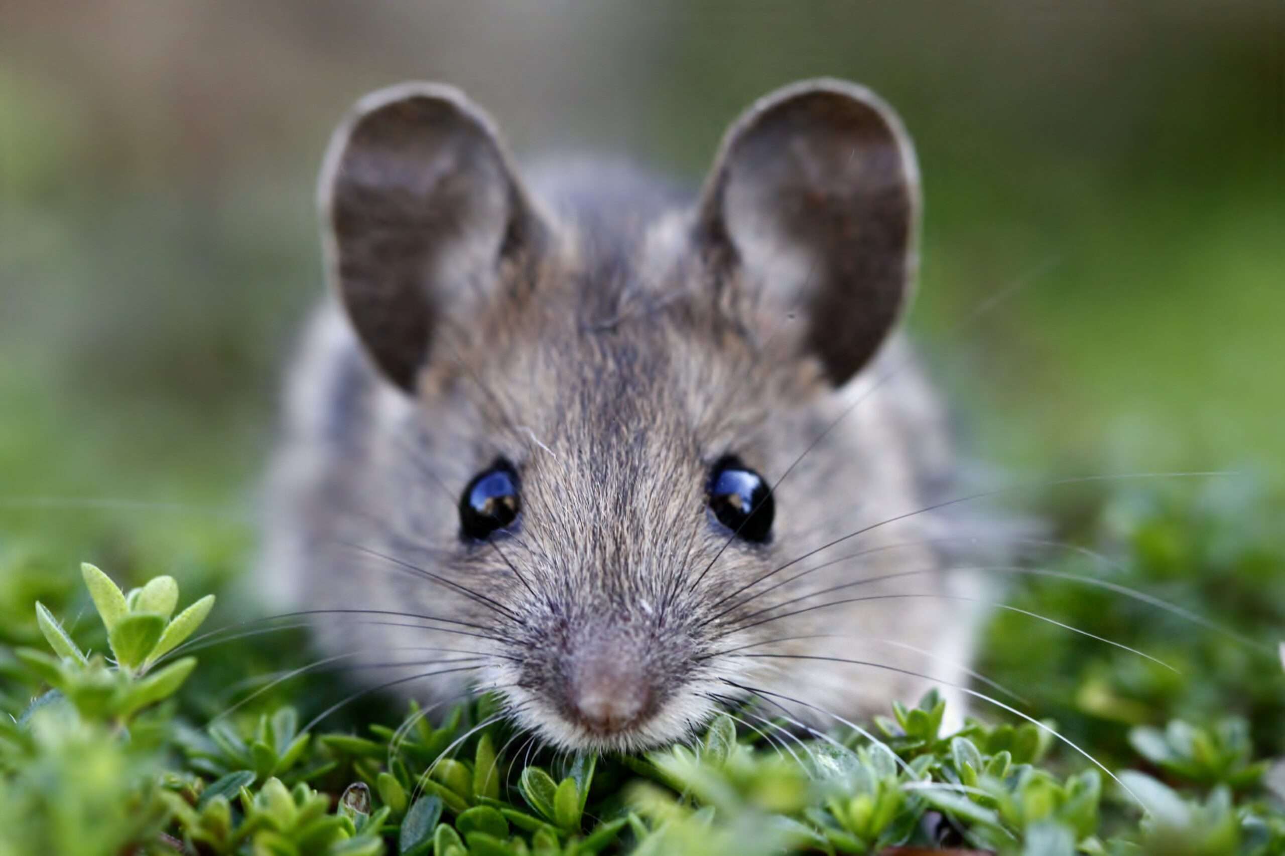 Wisconsin Town Closes Playground Due to Mouse Sighting