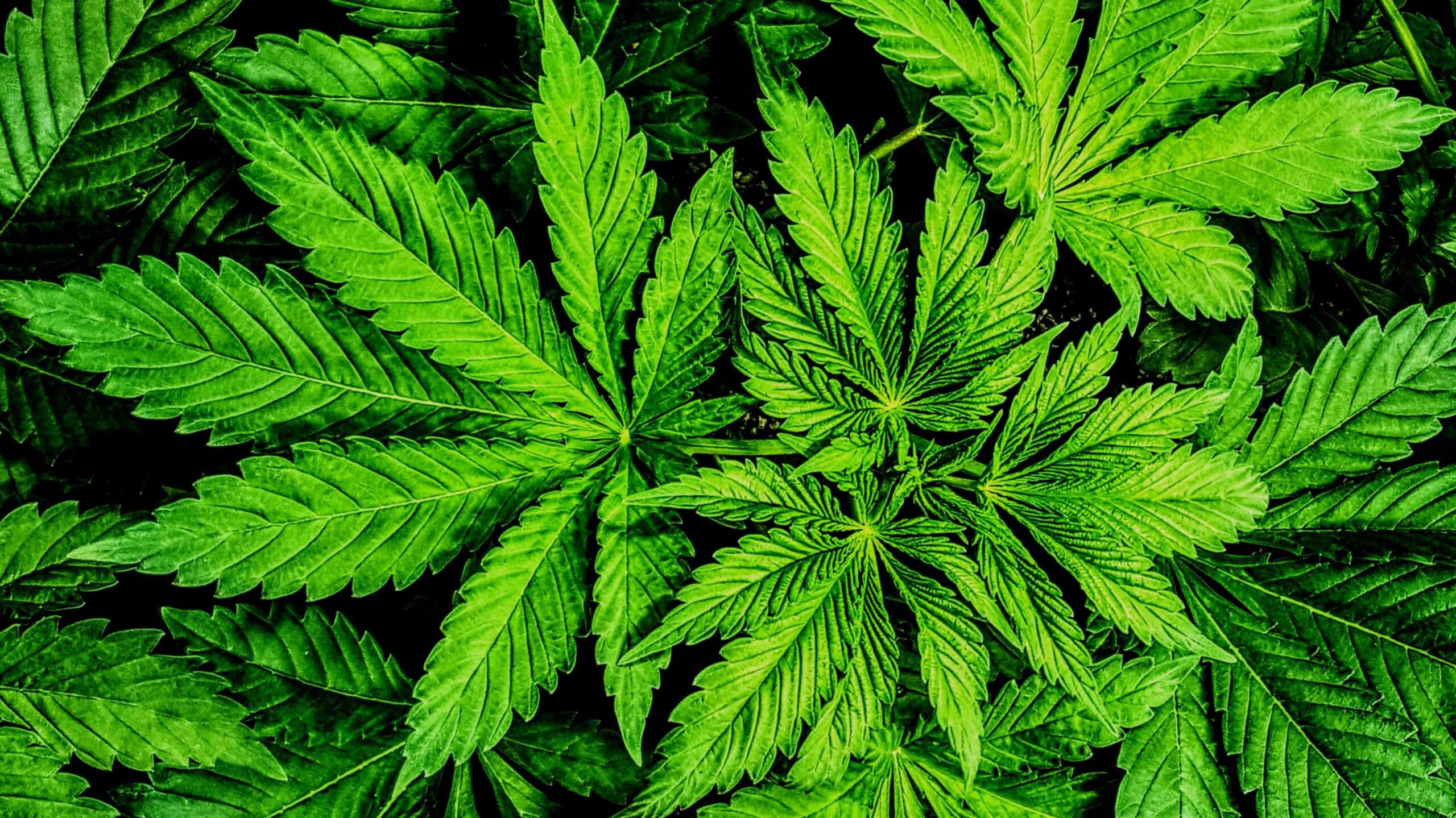 Ohio Voters Pass Issue 2 Legalizing Recreational Marijuana Use