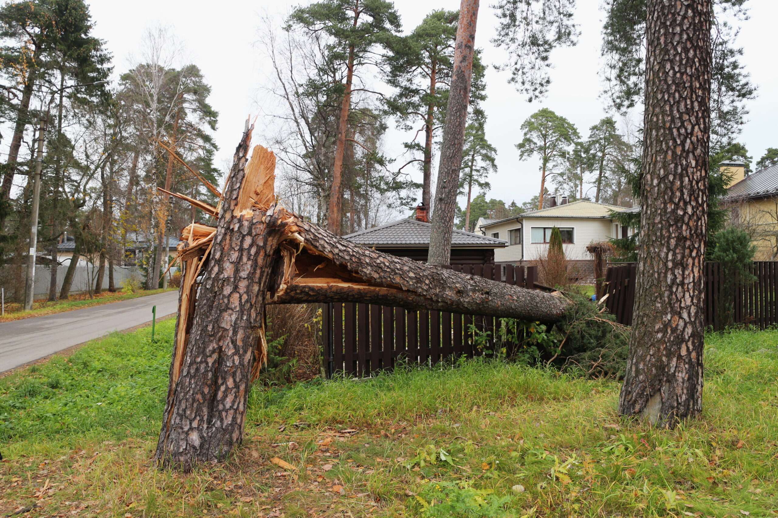 Brickbat: Timber!