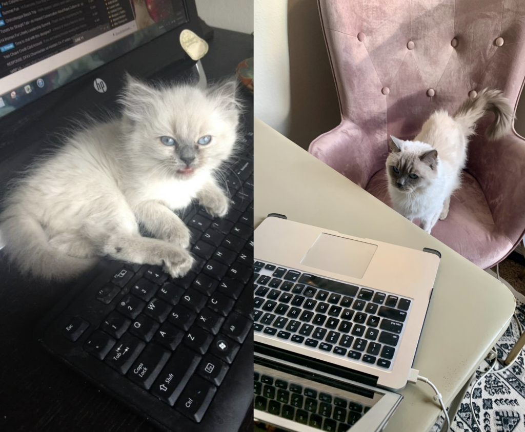 Kitten Esme and older Esme at a computer