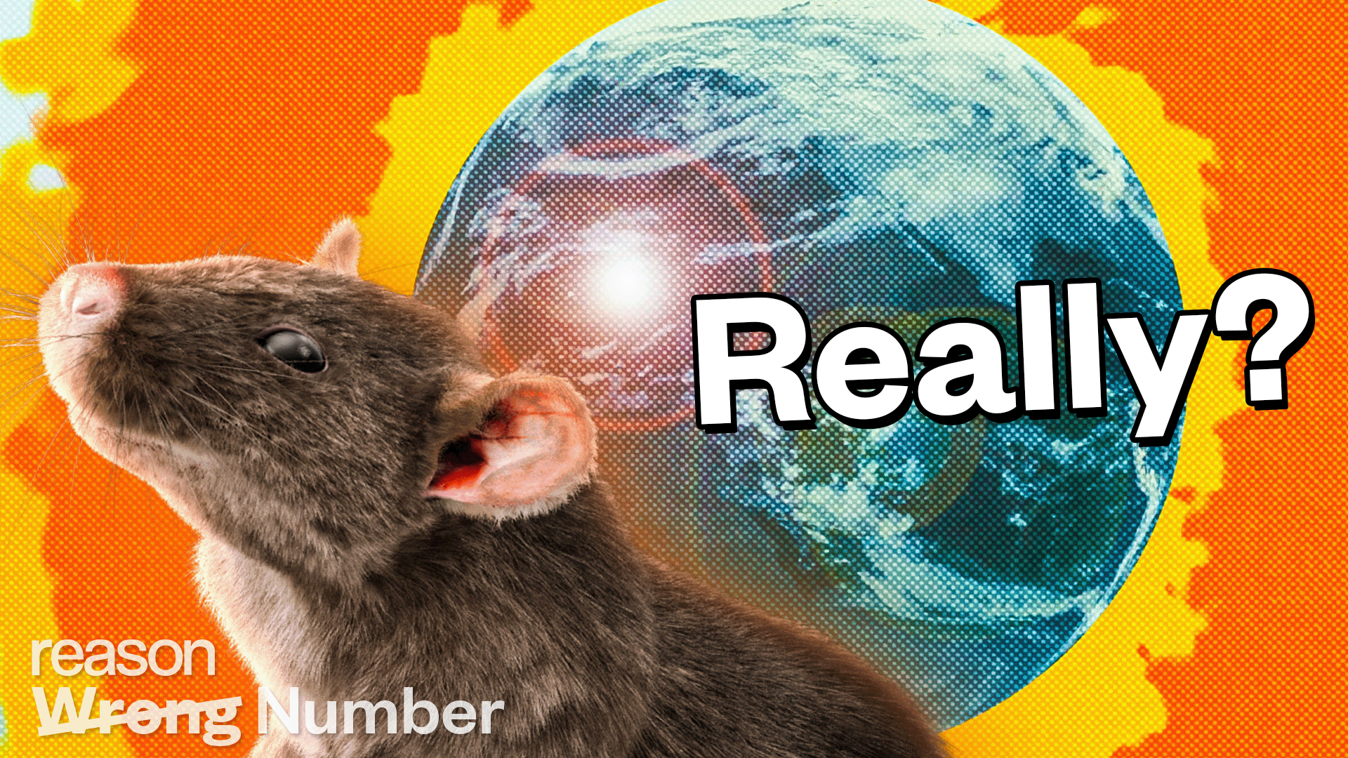 There's No Evidence That Climate Change Has Increased the Rat Population