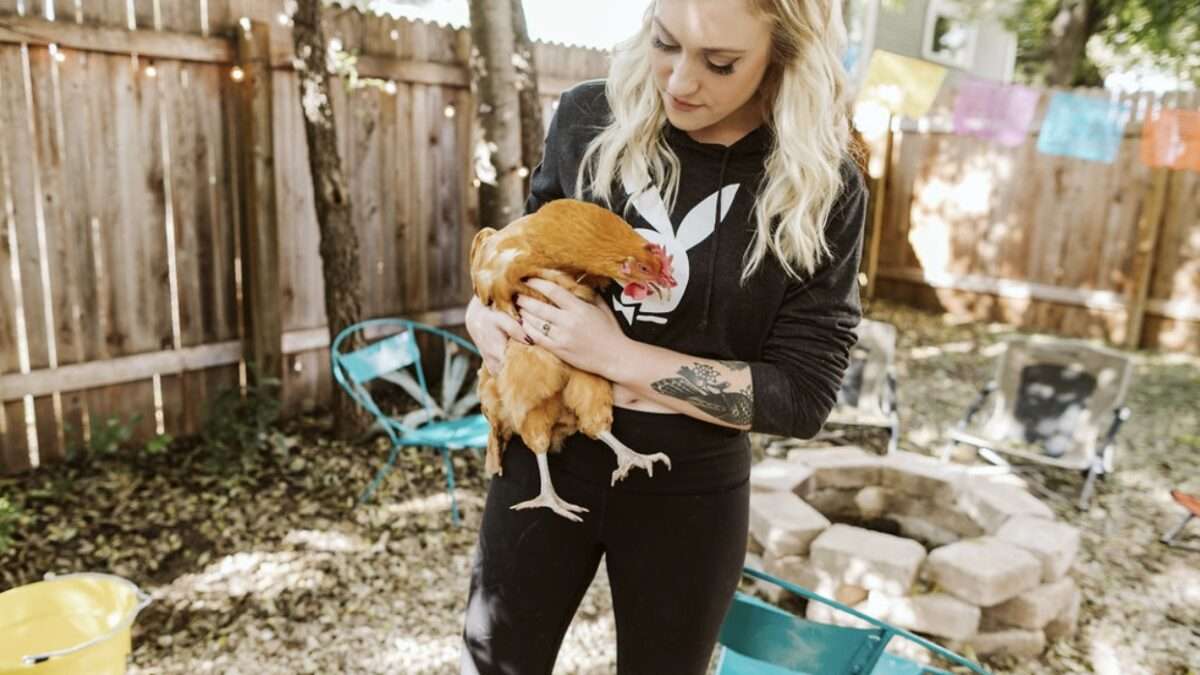How To Raise Backyard Chickens