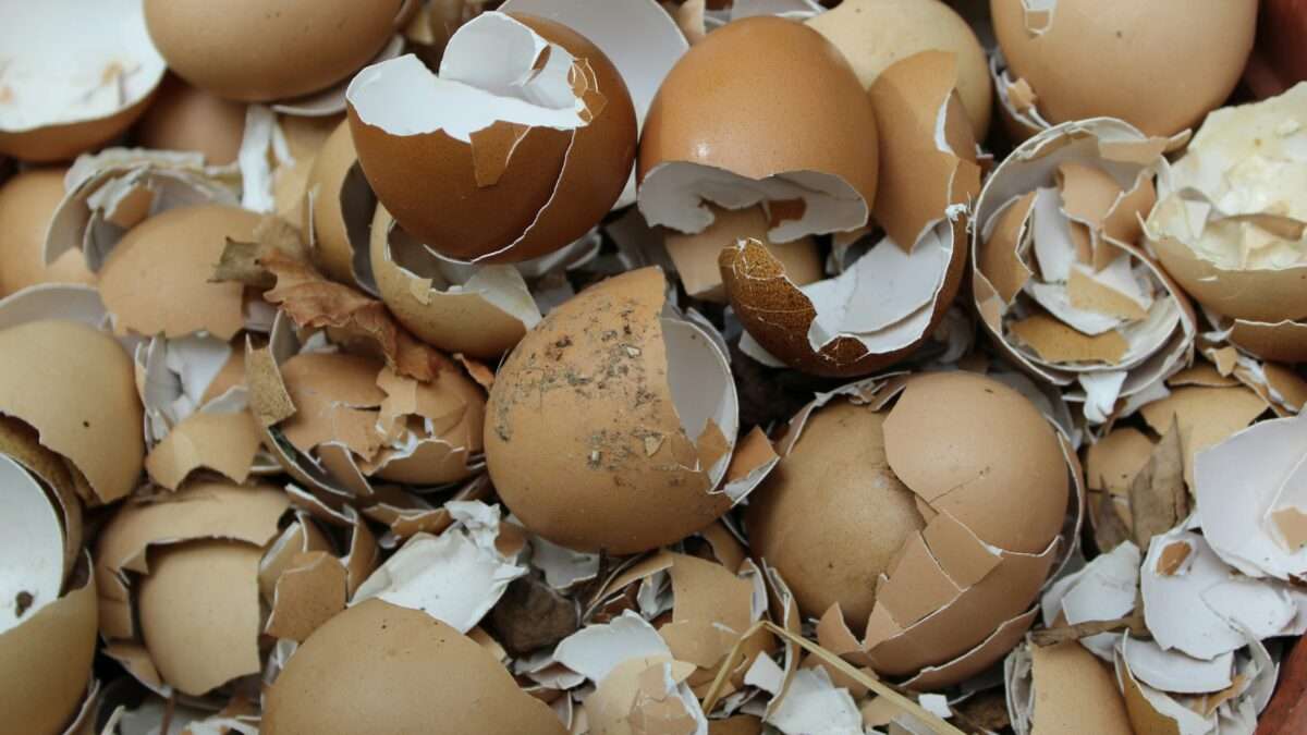 Trump Wants Lower Egg Prices. He's Also Putting Tariffs on Imported Eggs.