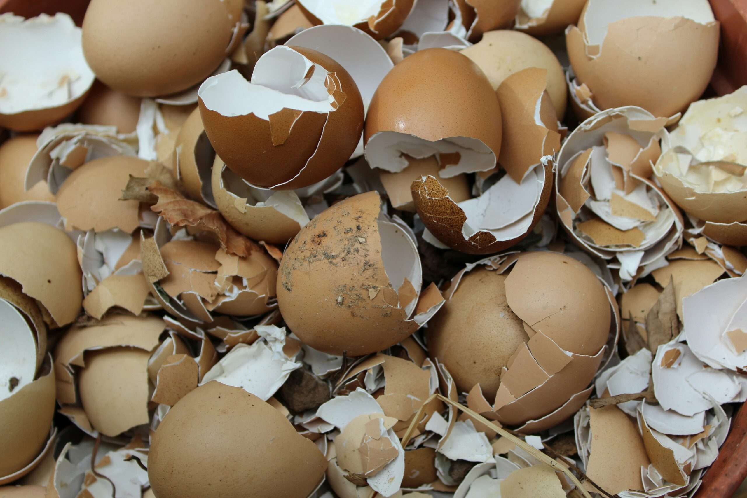 Trump wants lower egg prices. He's also putting tariffs on imported eggs.