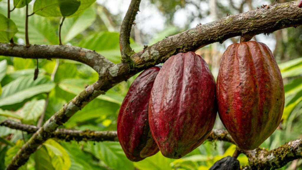Caco tree with fruit pods hanging from a branch in a lush green setting.
