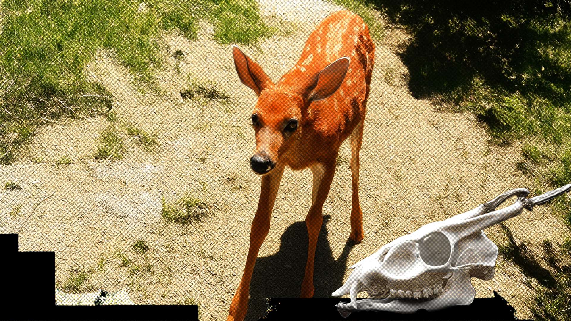 Louisiana Wildlife Officials Killed a Blind Deer After a Family Nursed It Back to Health