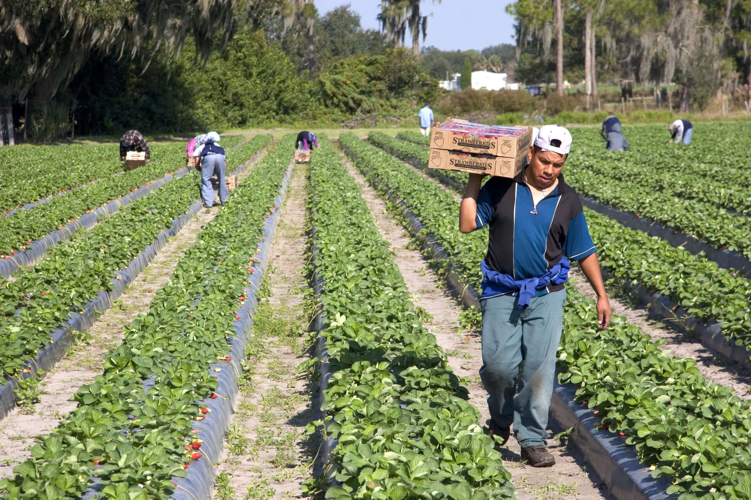 Trump's Labor Department Admits That Trump's Immigration Crackdown Is Causing a Shortage of Farm Workers
