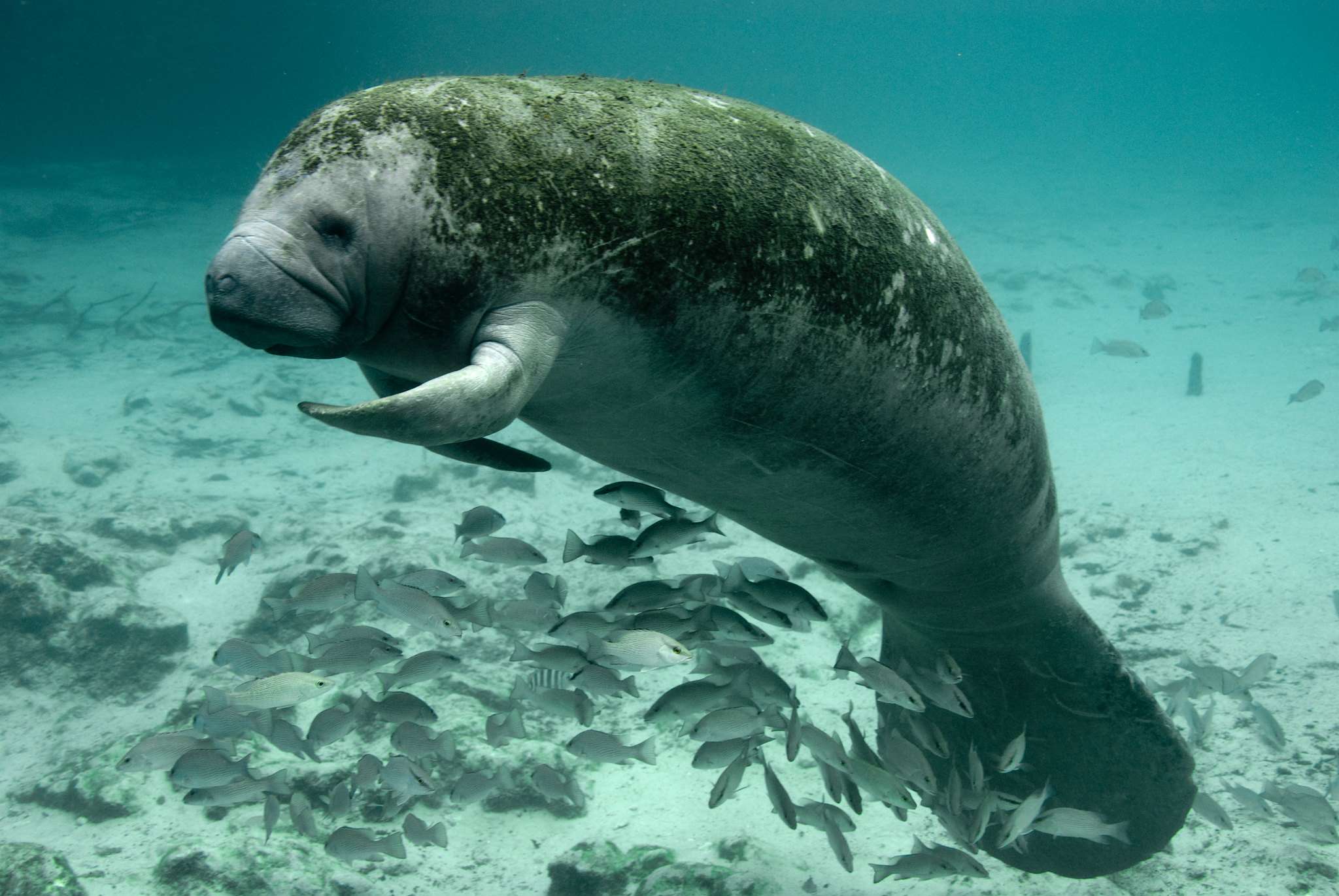 Will the Eleventh Circuit Allow the Endangered Species Act to Commandeer the Florida Department of Environmental&hellip;