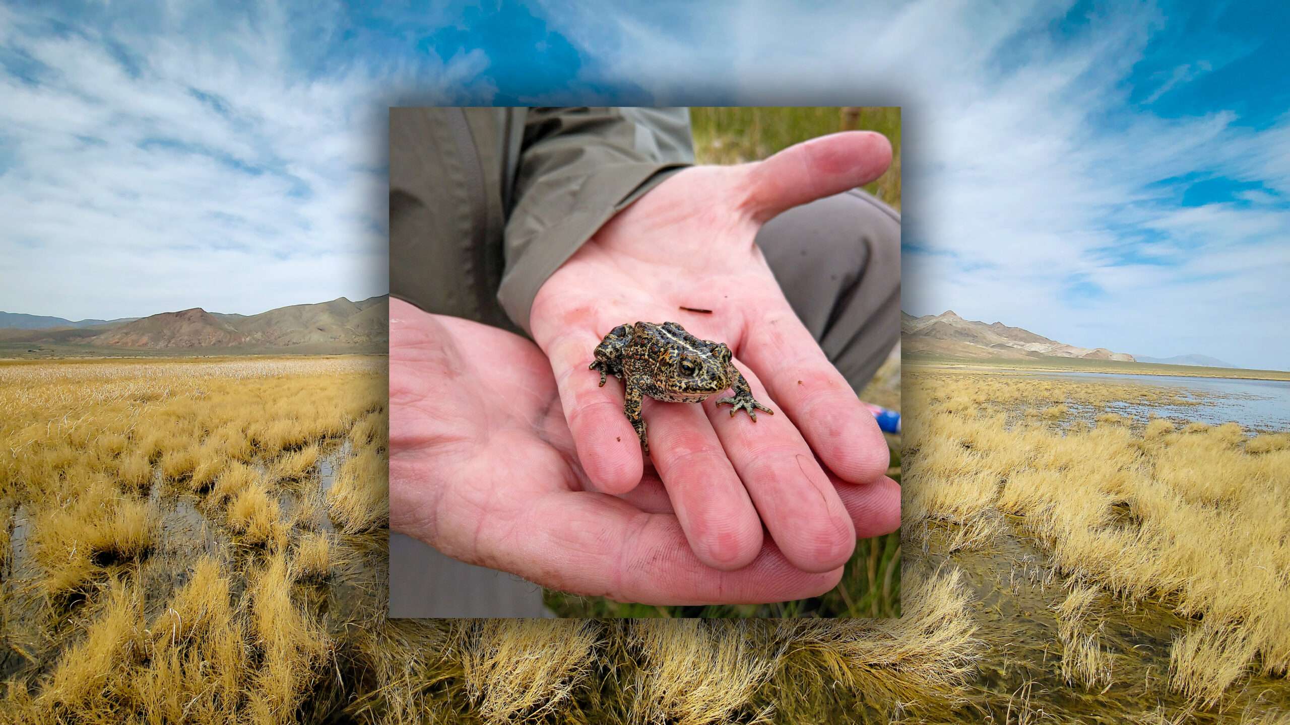 This Tiny Toad Blocked a Green Energy Project. A New Federal Rule Will Cut 'Green' Tape.