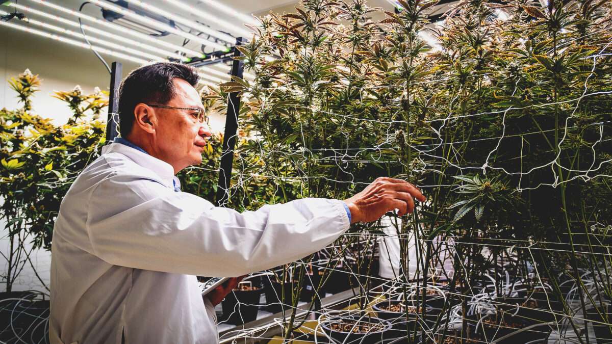 Prohibition Didn't Stop Marijuana Use. It Stopped Marijuana Research.