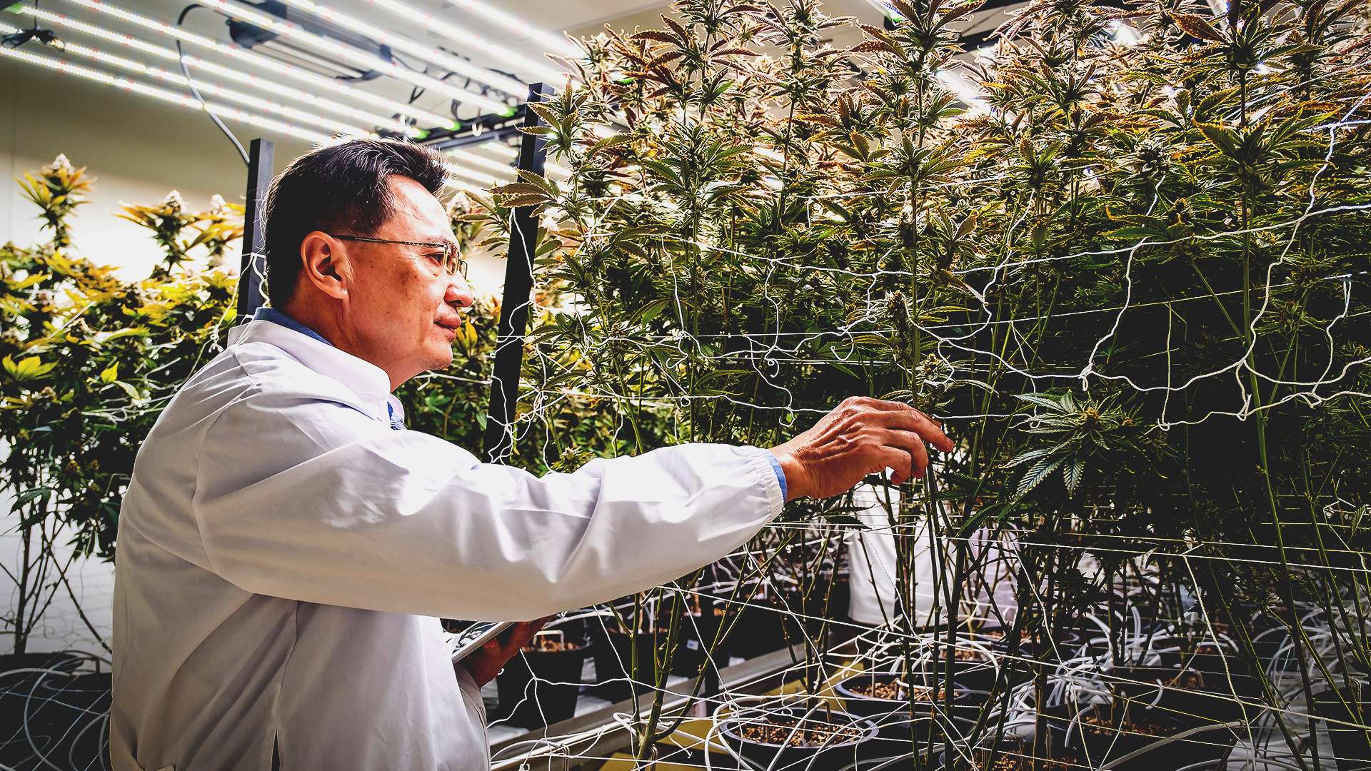 reason.com - Adam Omary - Prohibition didn't stop marijuana use. It stopped marijuana research.