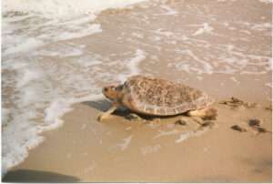 Conservation Commandeering Is Still Commandeering