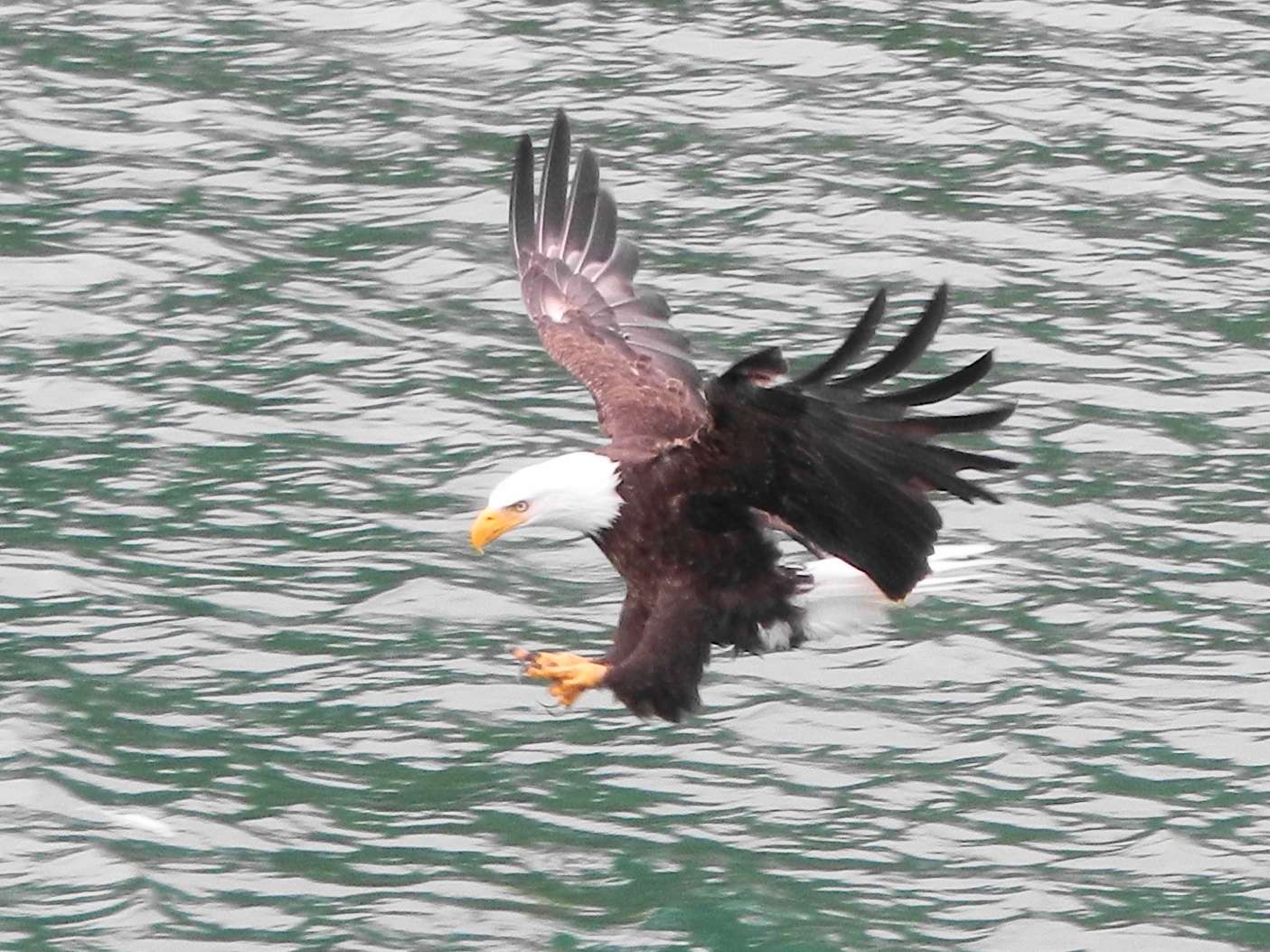 The American Bald Eagle Is Back - But Don't Credit the Endangered Species Act