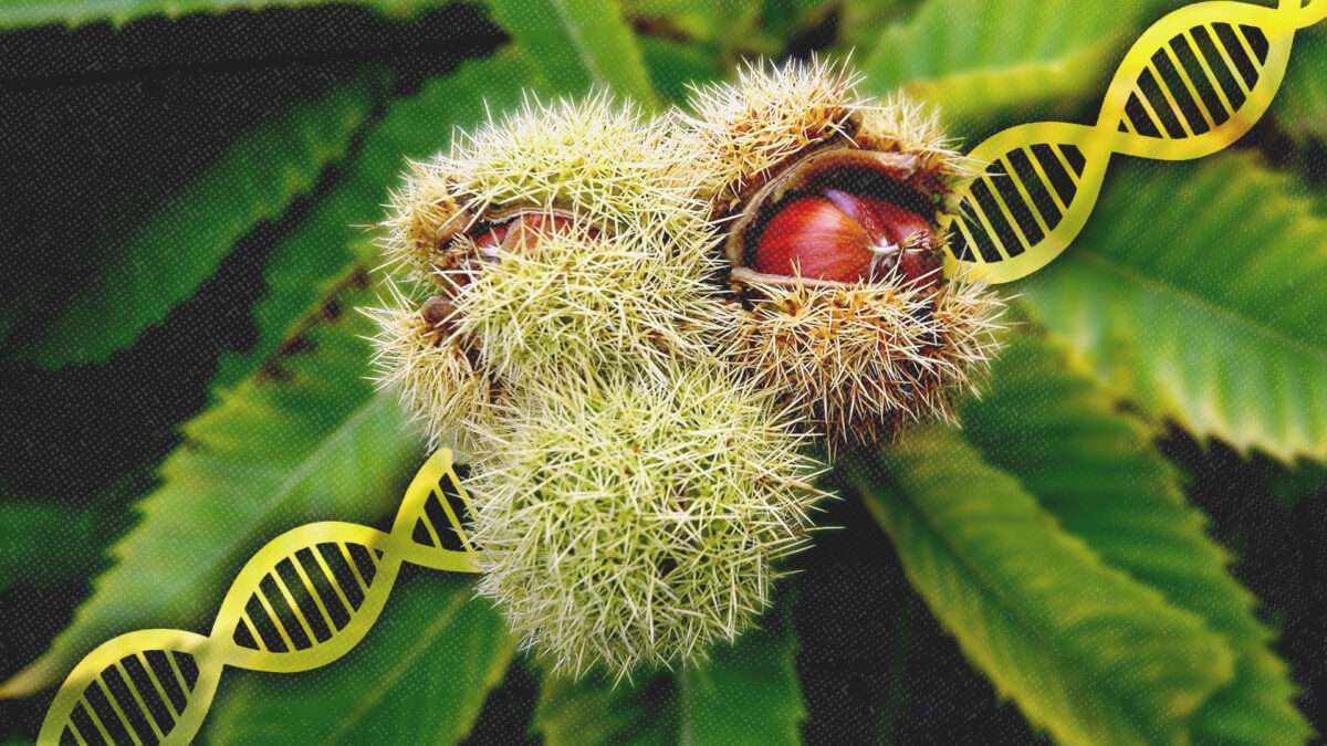 USDA Approves Bioengineered American Chestnut Tree That Could Bring Them Back From Near-Extinction