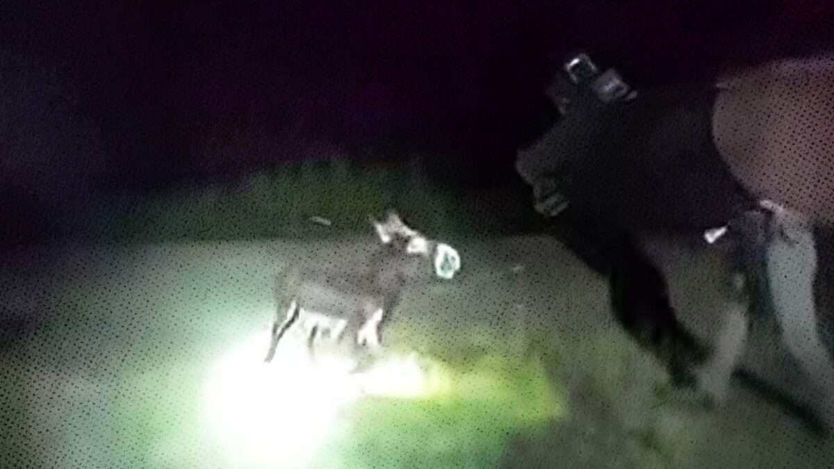 Georgia Cop Who Shot a Miniature Donkey Says Body Camera Footage Shows an 'Imminent Threat'