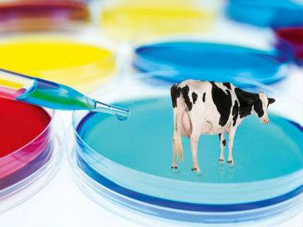 Cow in Petri Dish