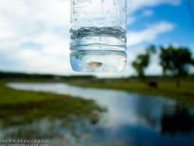 Flint Water Pollution