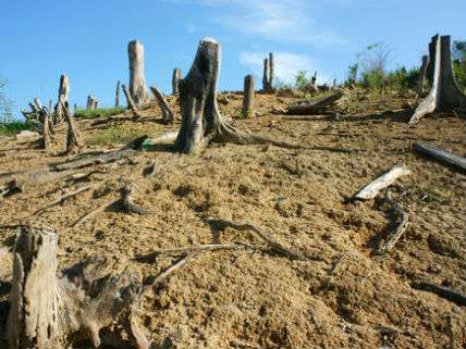 DeforestationVietnamHoxuanhuongDreamstime