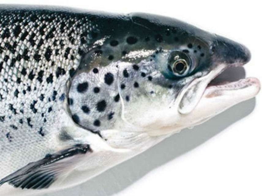 AquaBountySalmon