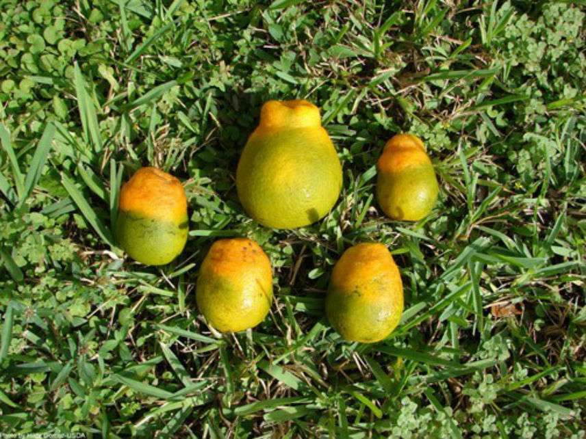 CitrusGreeningUSDA