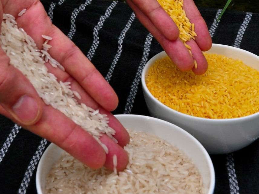 GoldenRiceIRRI