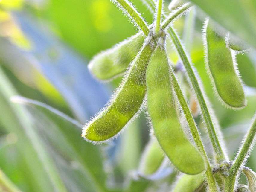 CalytxSoybeans