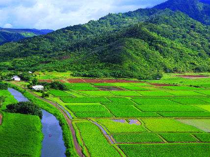 Lush cropland and hills 